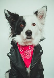 serious-faced border collie