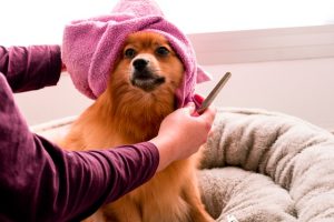 dog after bathing