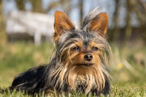 a sitting chihuahua on the grass