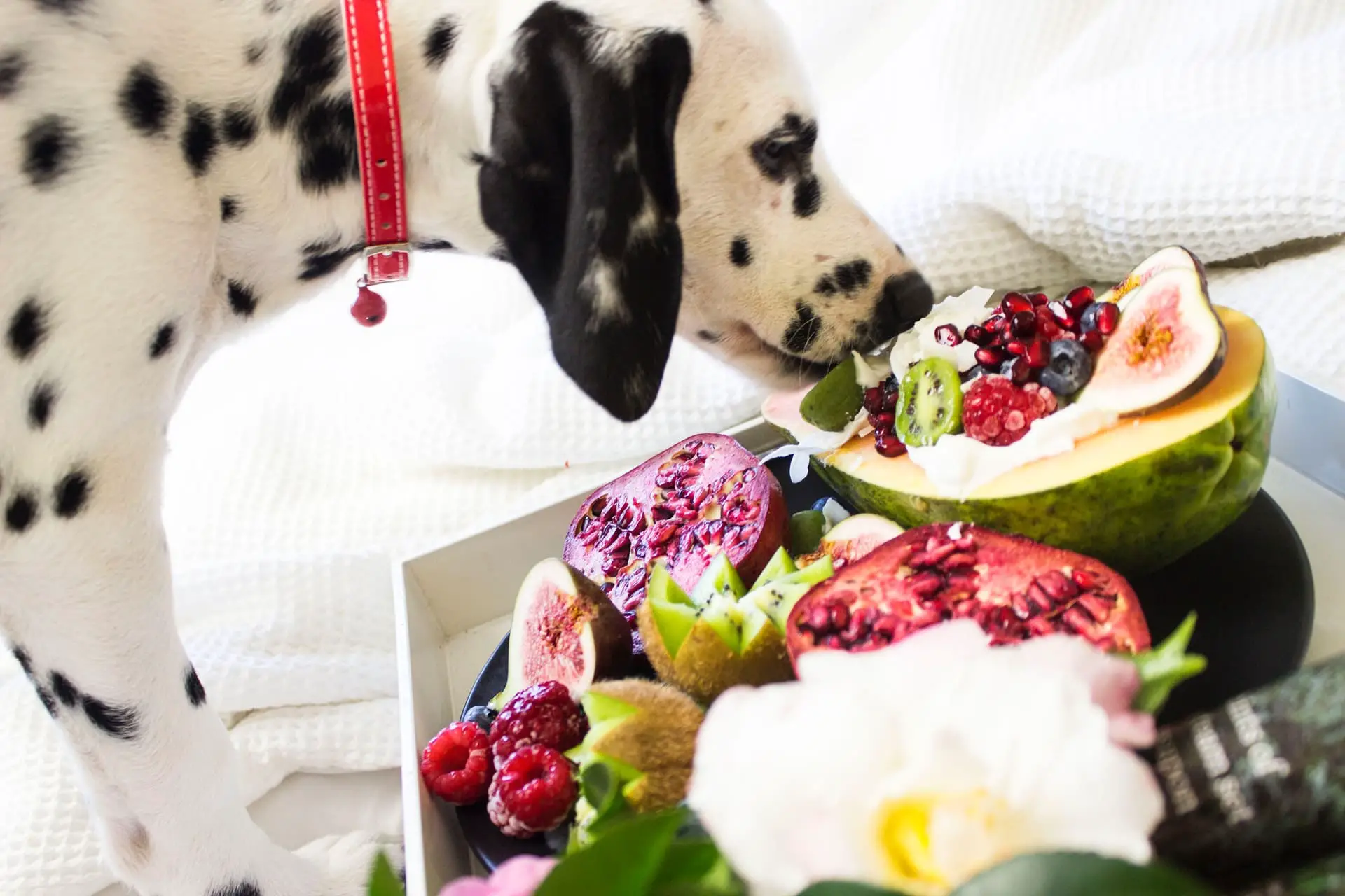 healthy veggies and treat for dog