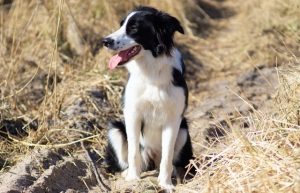 black and white coated dog on the outdoor