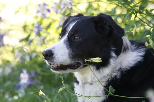 Border collie looking back on history