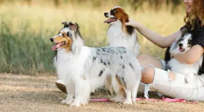 firm stance of a sheltie