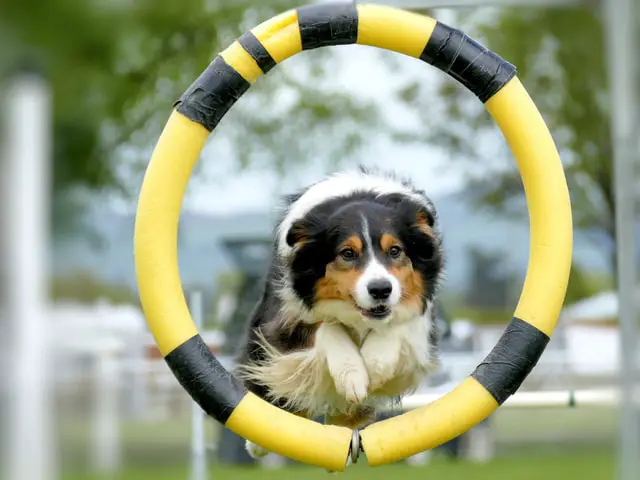 Border collie on physical stimulation