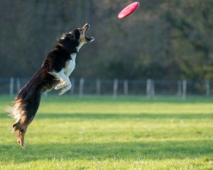 border collie on training