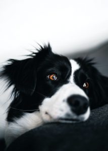 a relaxed border collie