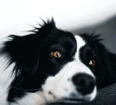 a relaxed border collie