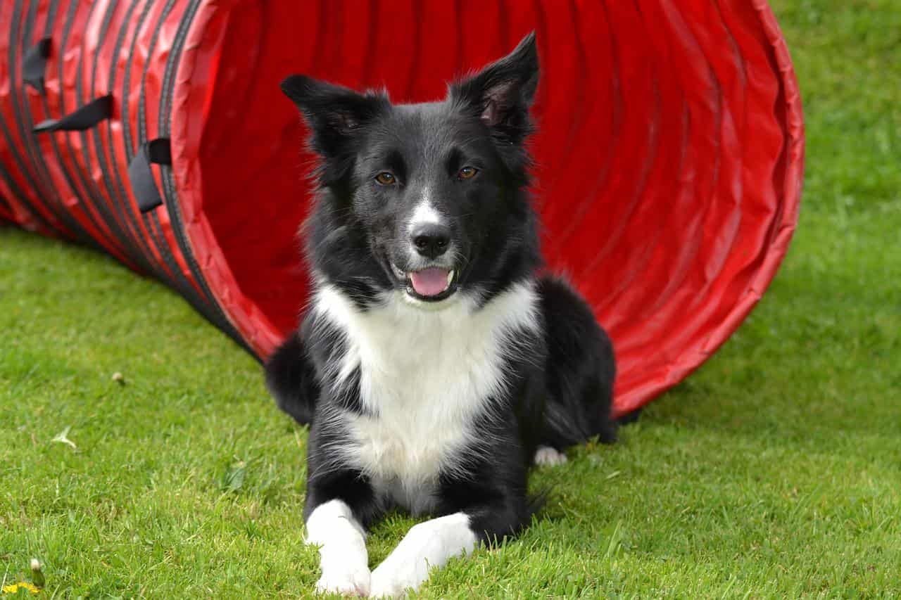 trained Border Collie showcasing beautiful stance