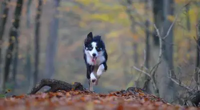exercising your Border Collie via running