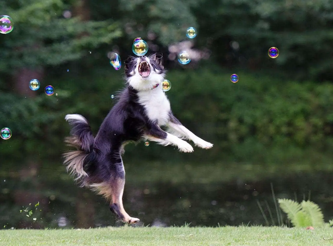 athletic abilities of Border Collie while playing bubbles
