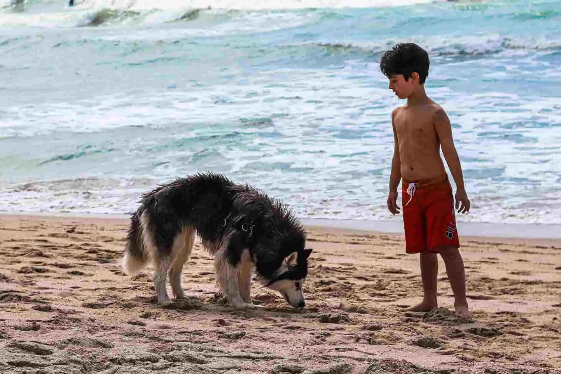 Husky with a kid in the beach