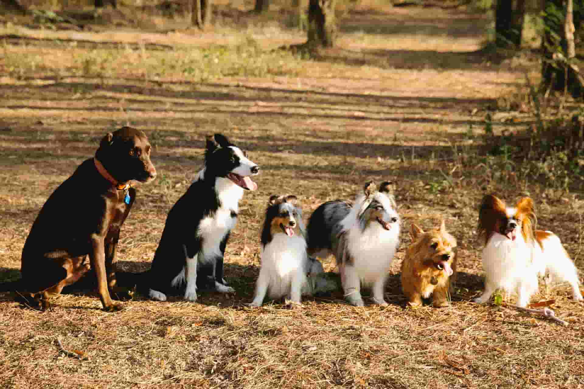 adorable dogs sitting