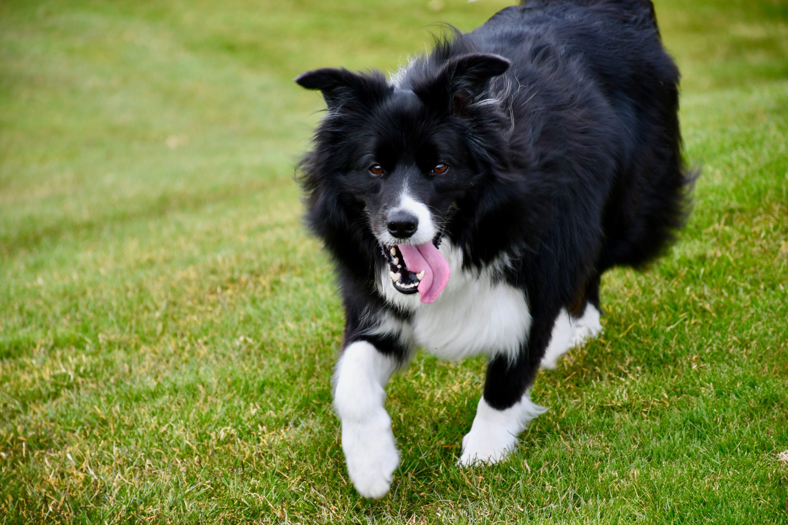 Big sized black coated Border Collie walking outside