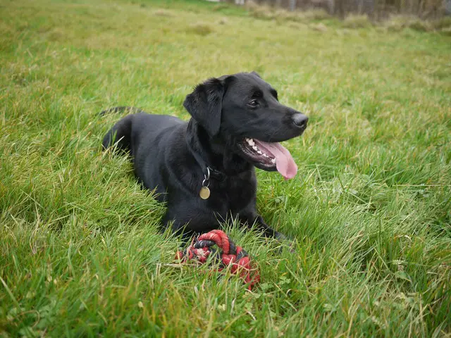 Black labrador retriever on green grass