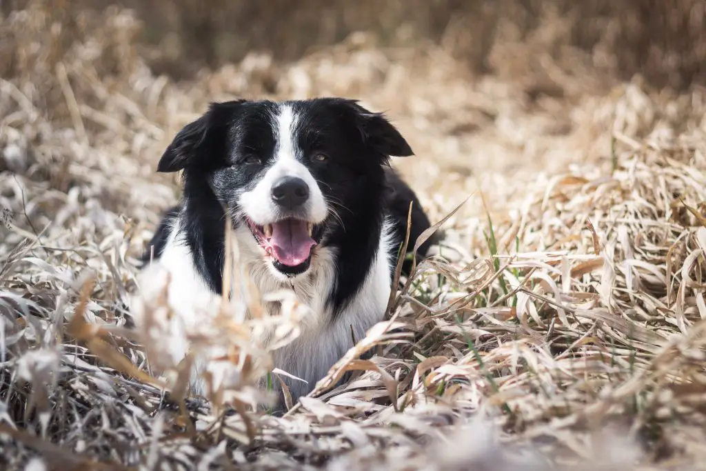 Border Collie vs Labrador Retriever Major Differences BorderCollieTalk