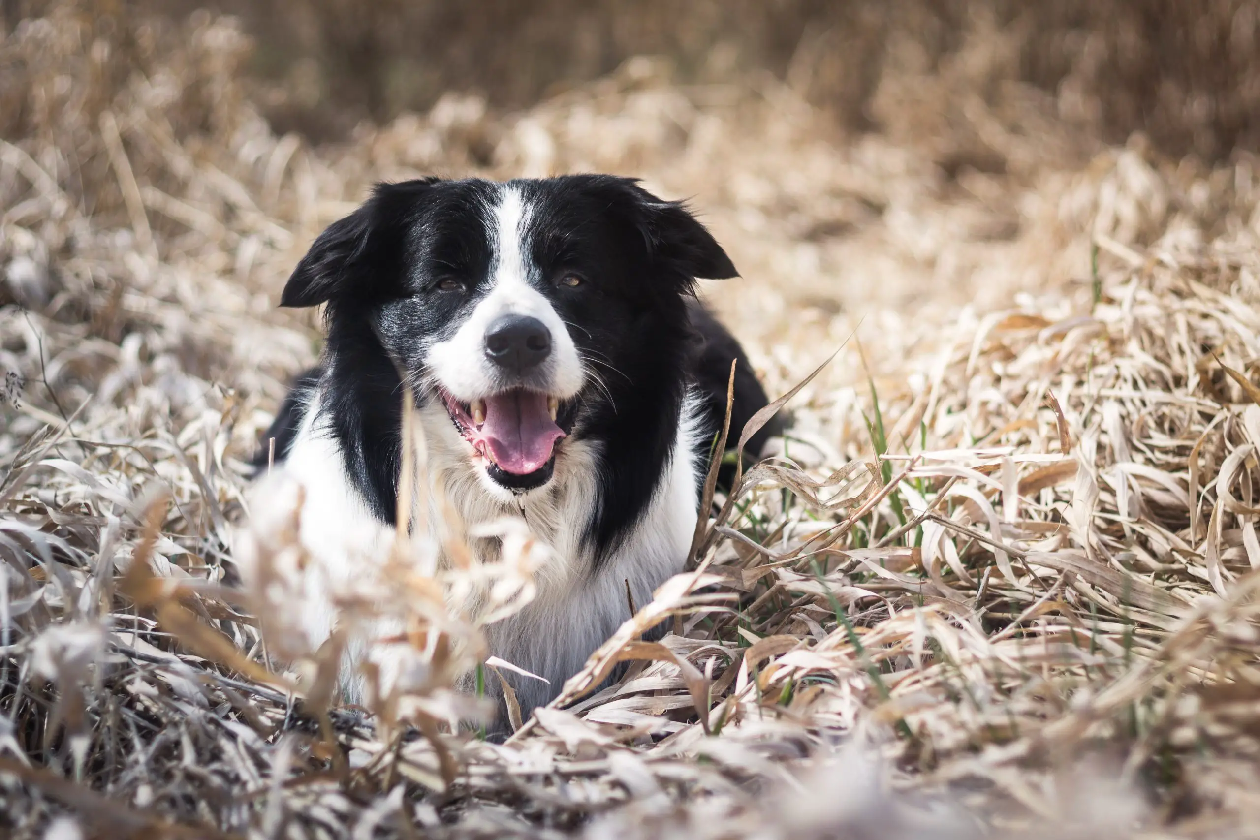 Black and white border collie sitting on the grass