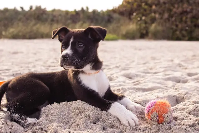Black and white puppy with ball on the sand
