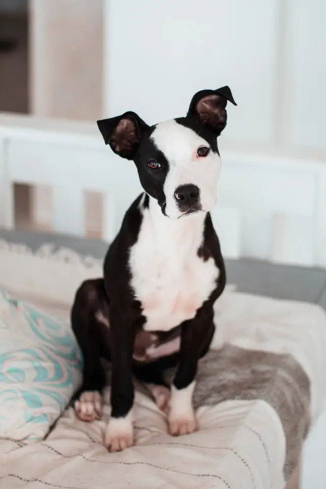 Black and white puppy in bed