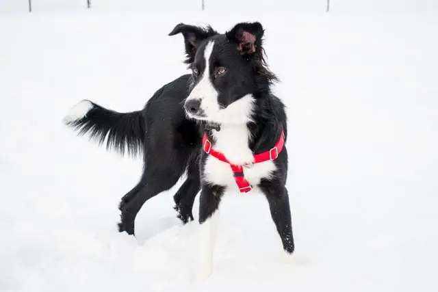 Border collie looking around on the snowy field