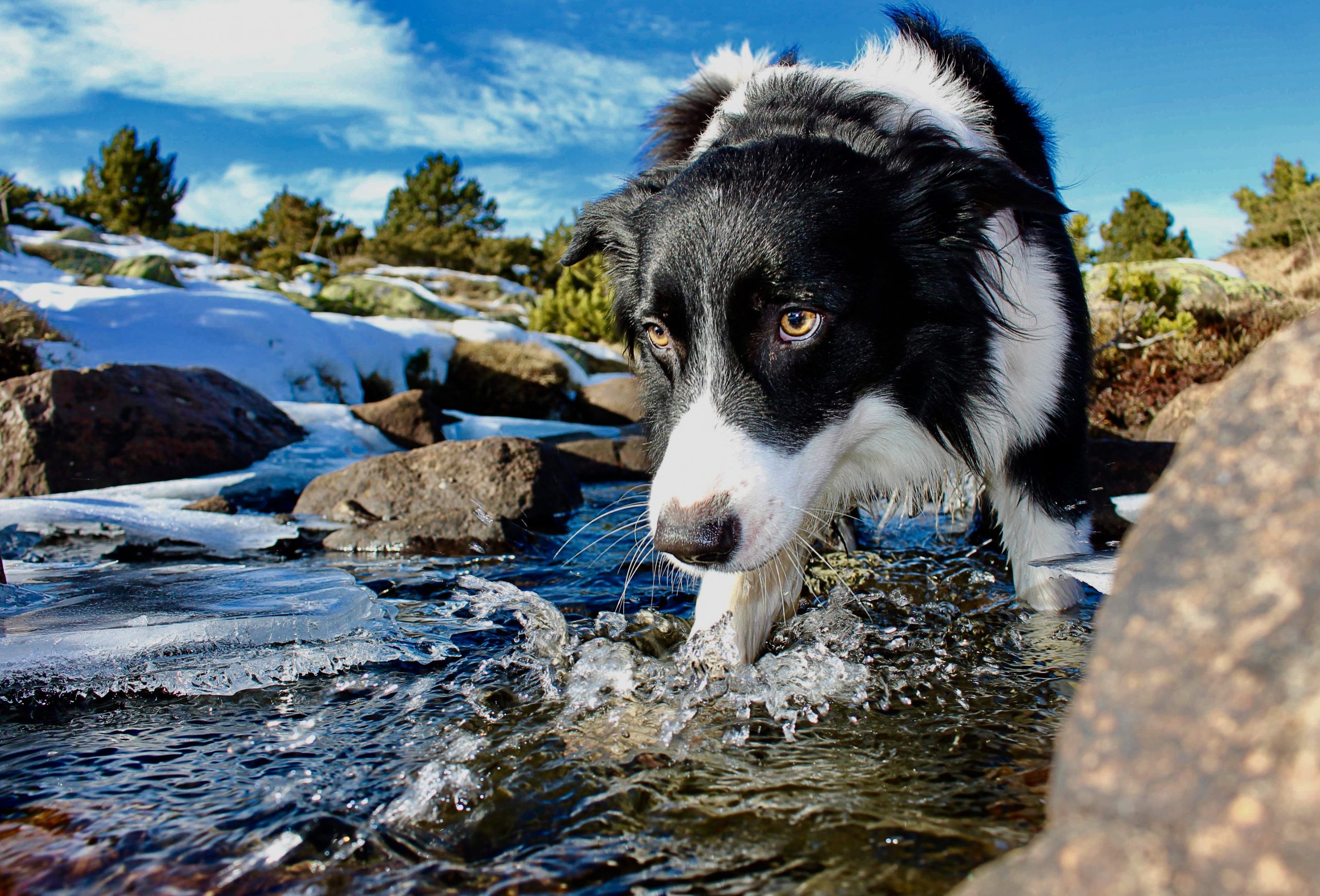 Border collie staring intensely on something