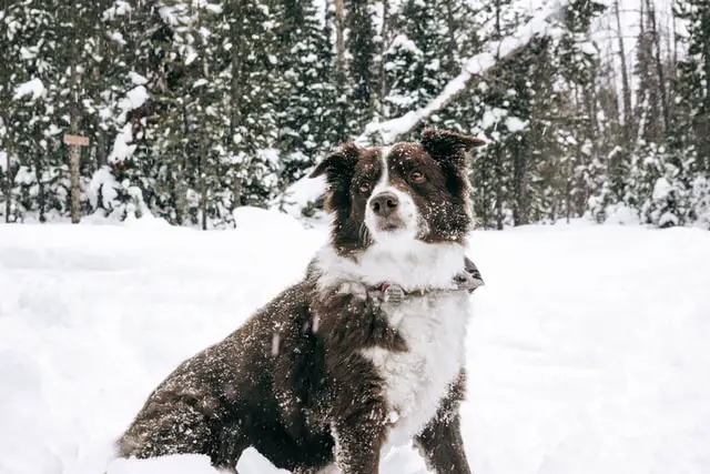 Black and white coated Border Collie on a snowy terrain