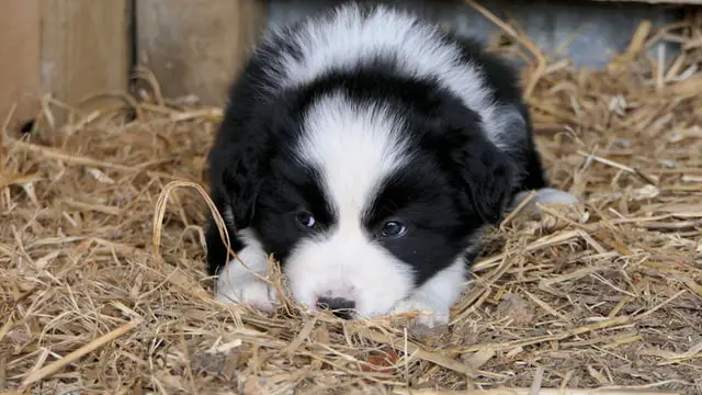 cute Border Collie puppy