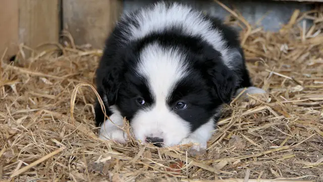 Border collie puppy taking its rest