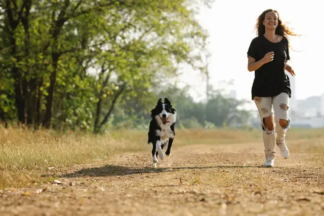 Border collie running with its owner