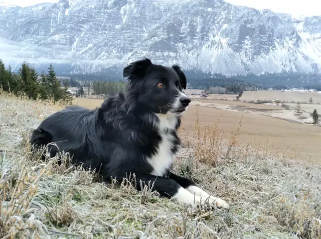 Border collie calmly looking in distant land