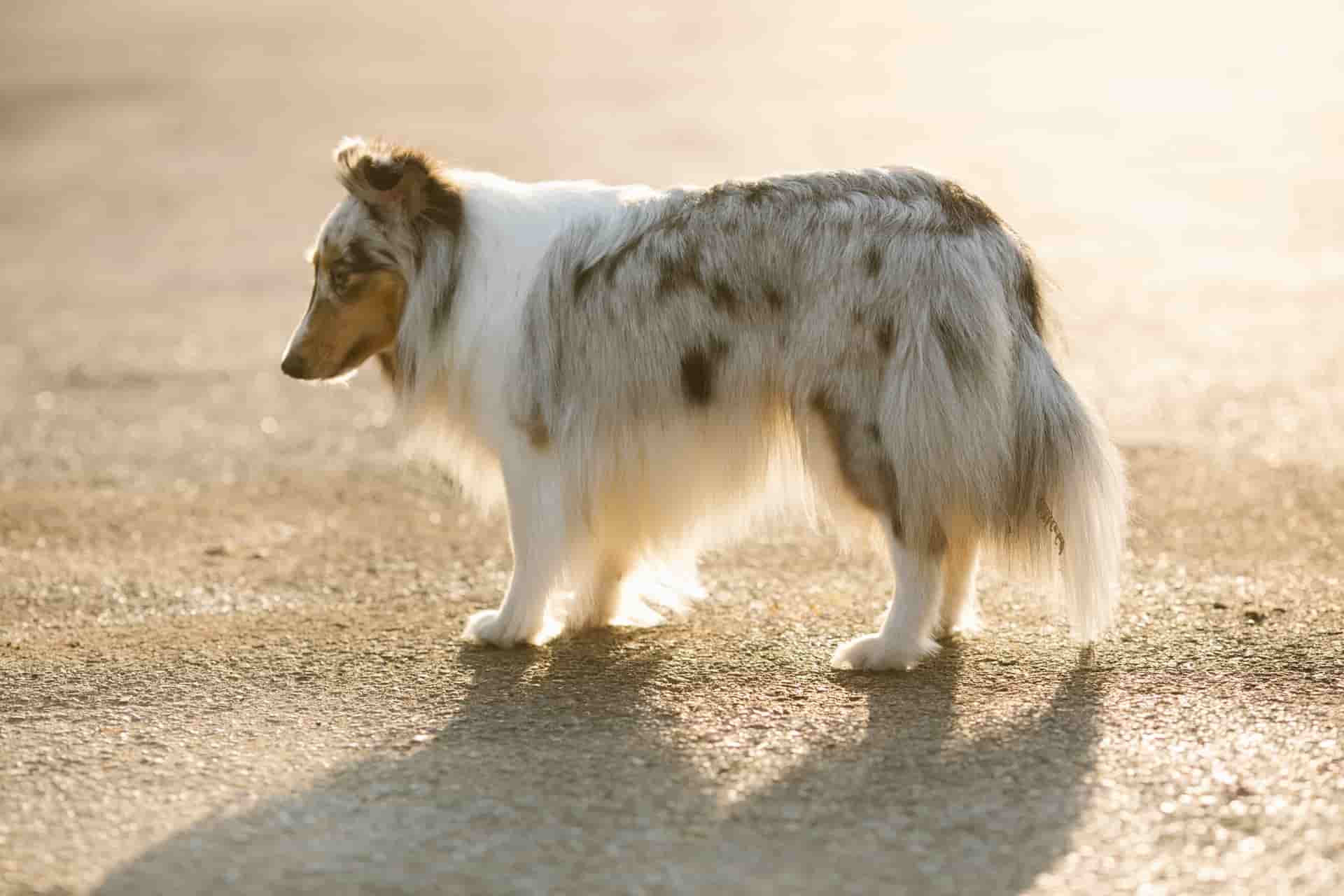 border collie with fluffy fur