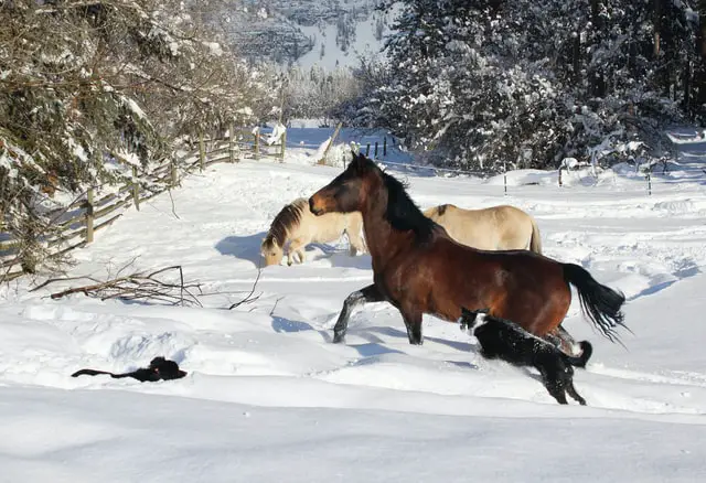 Border collie watching over the horses in the field