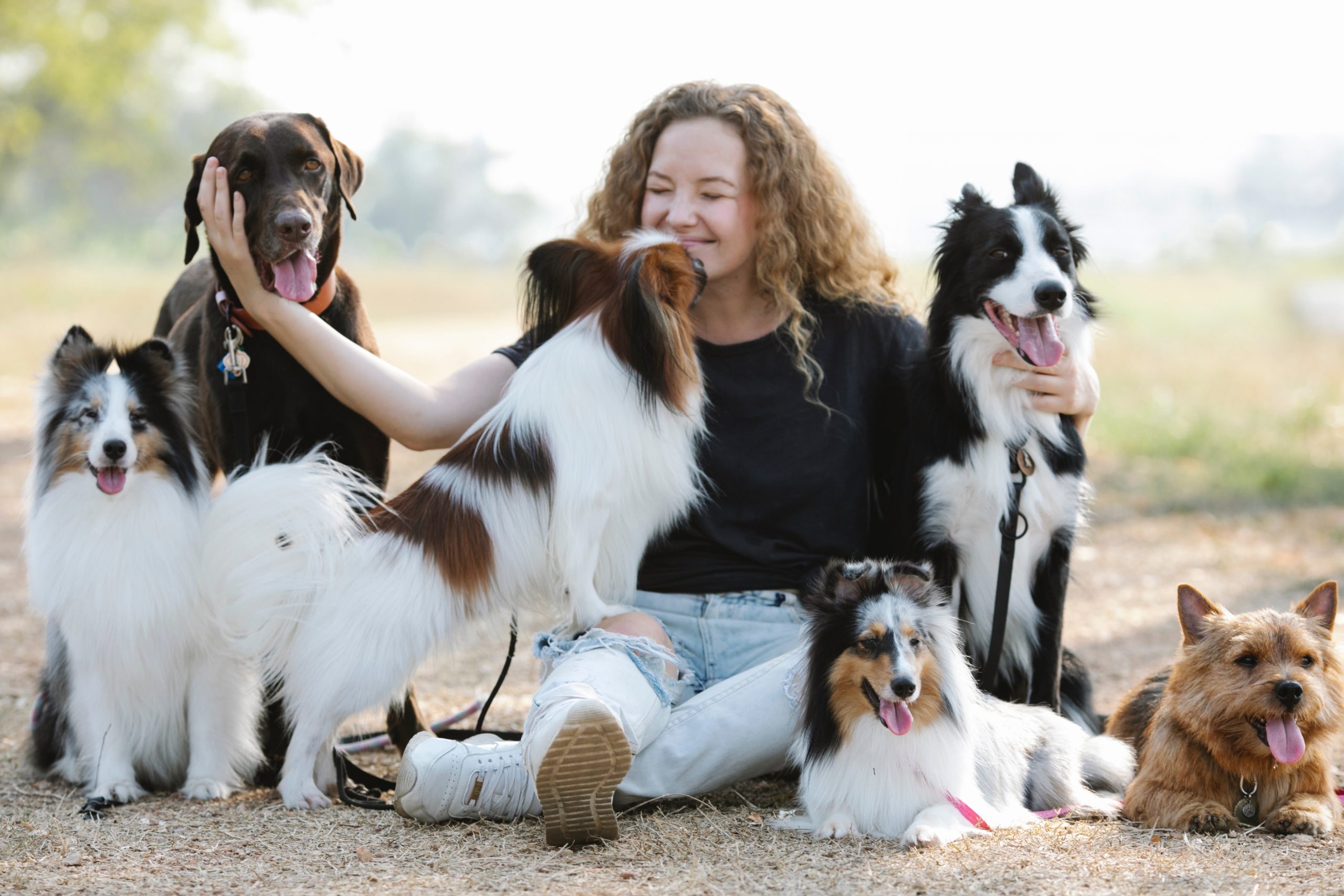 Border collies with labrador and other dogs