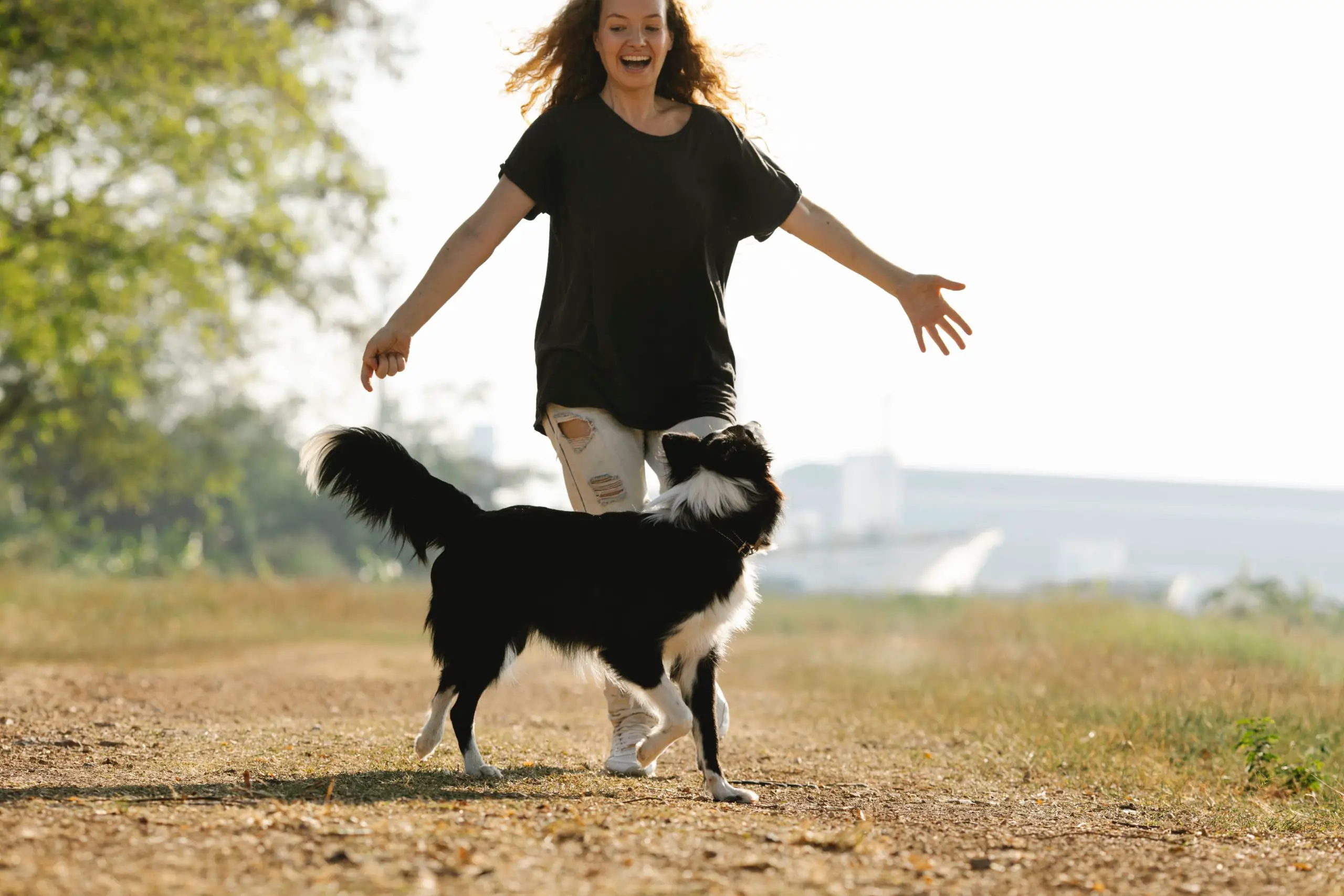 Border collie playing with its owner