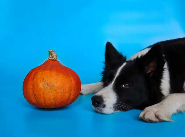 Black and white Border Collie looking at veggies