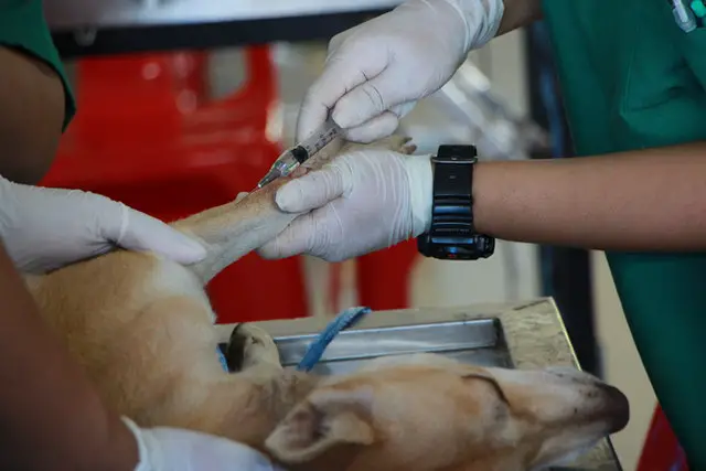 Vet injecting a brown dog