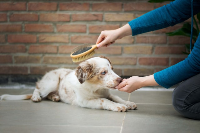 Pet owner brushing the red merle border collie