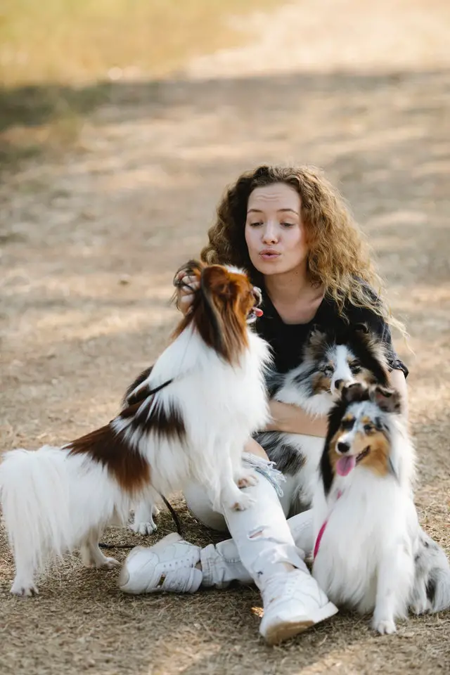 Collie dogs playing with their owner