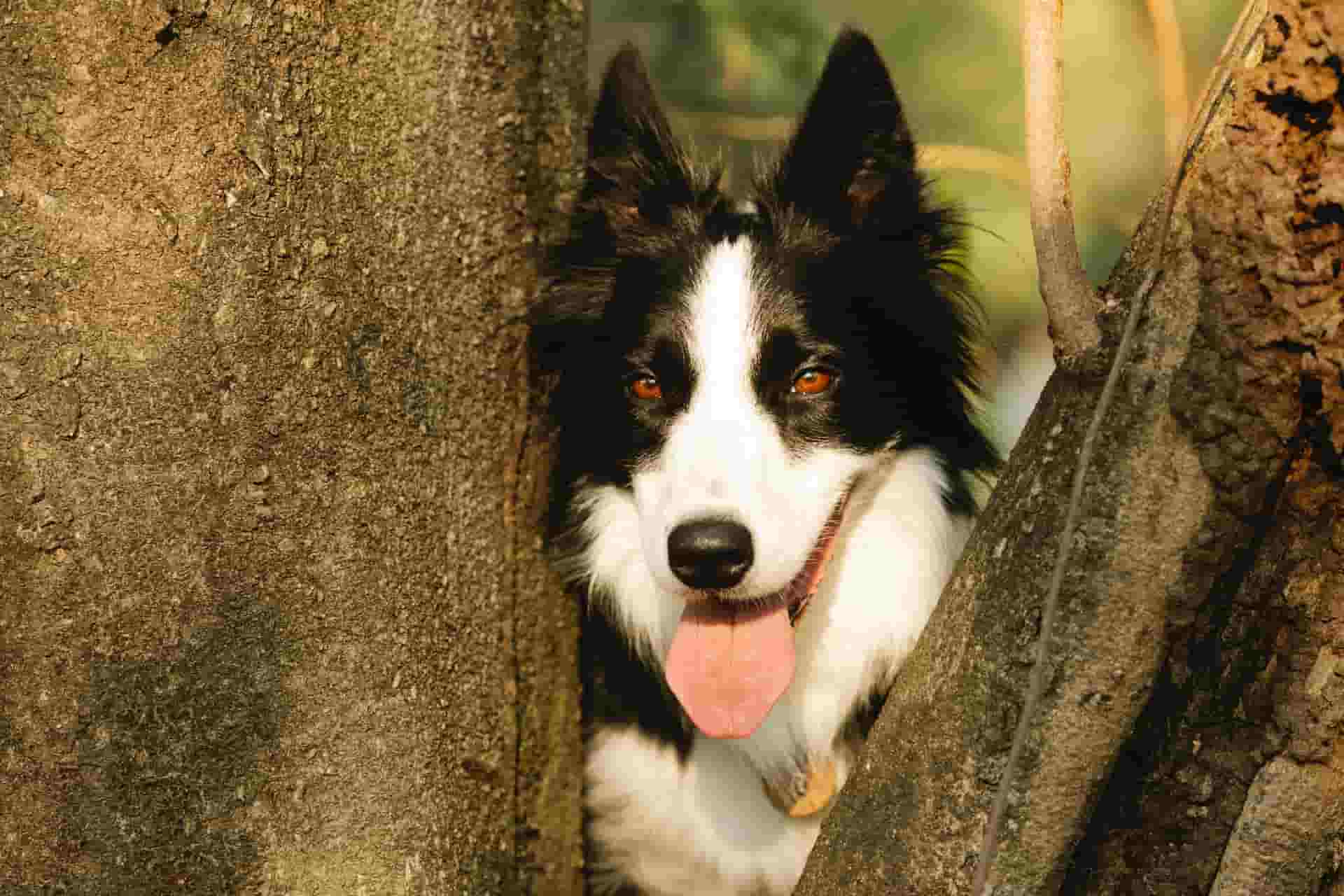 cute rough border collie