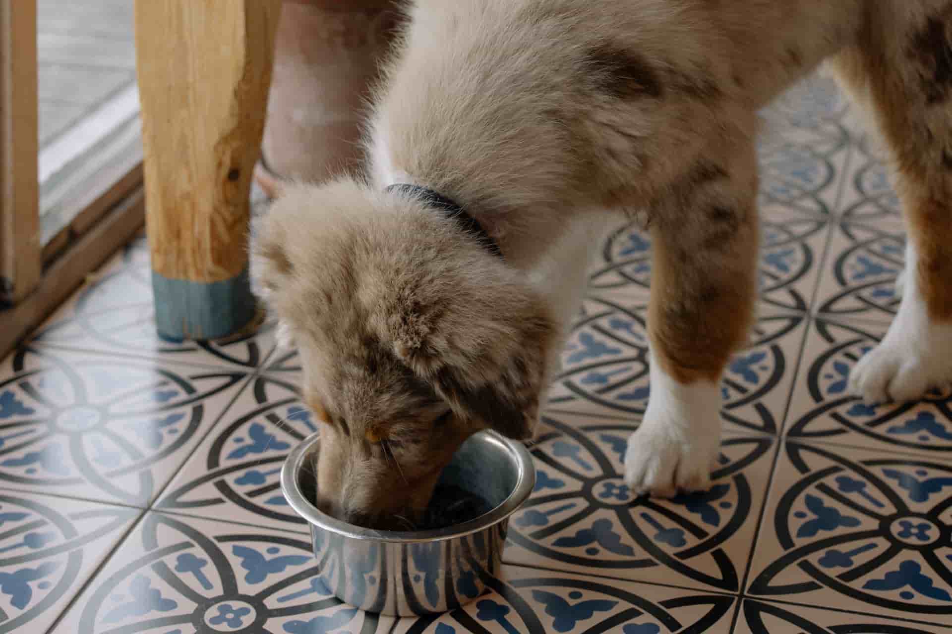 dog loves eating its food