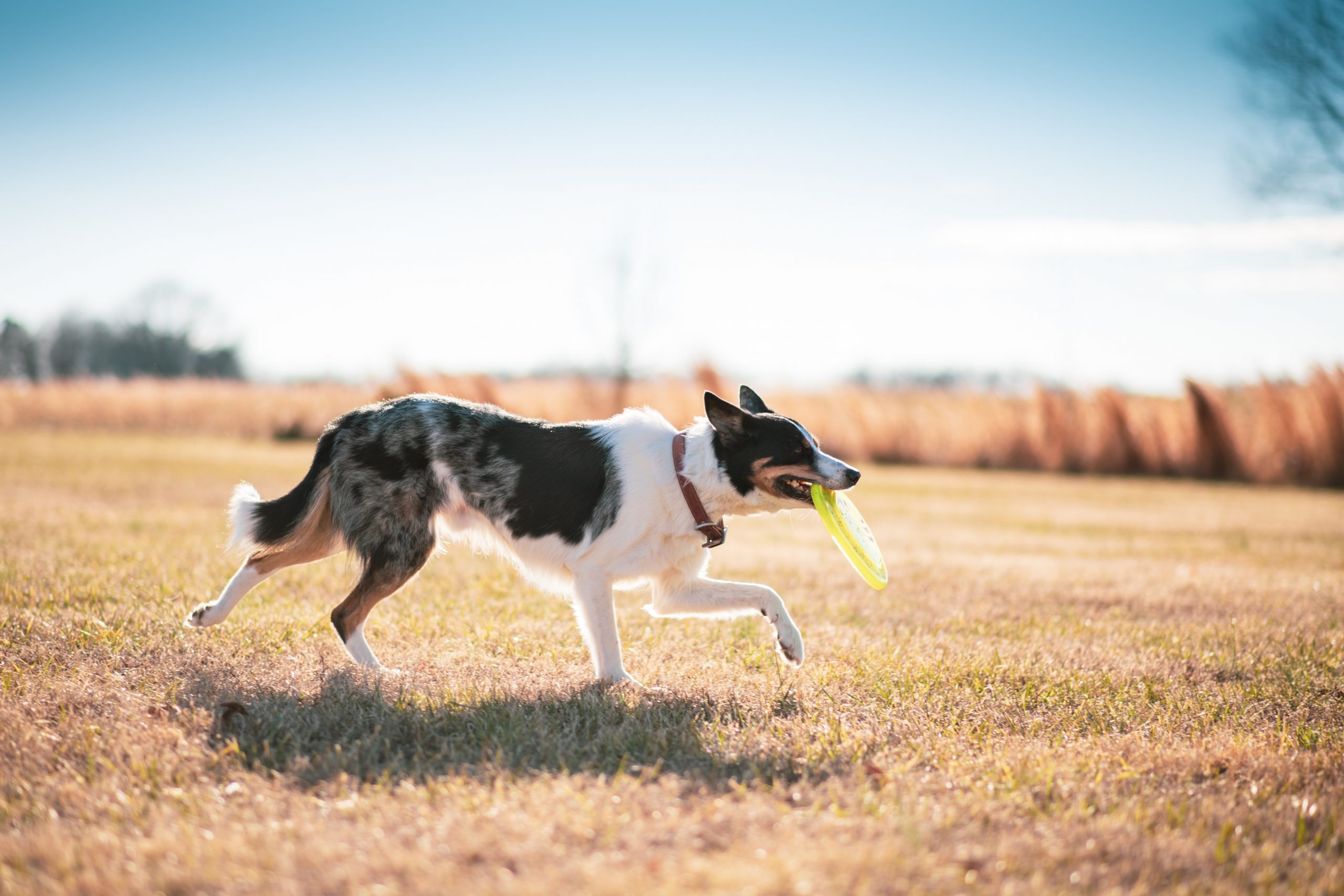 Black and white Border Collie on training