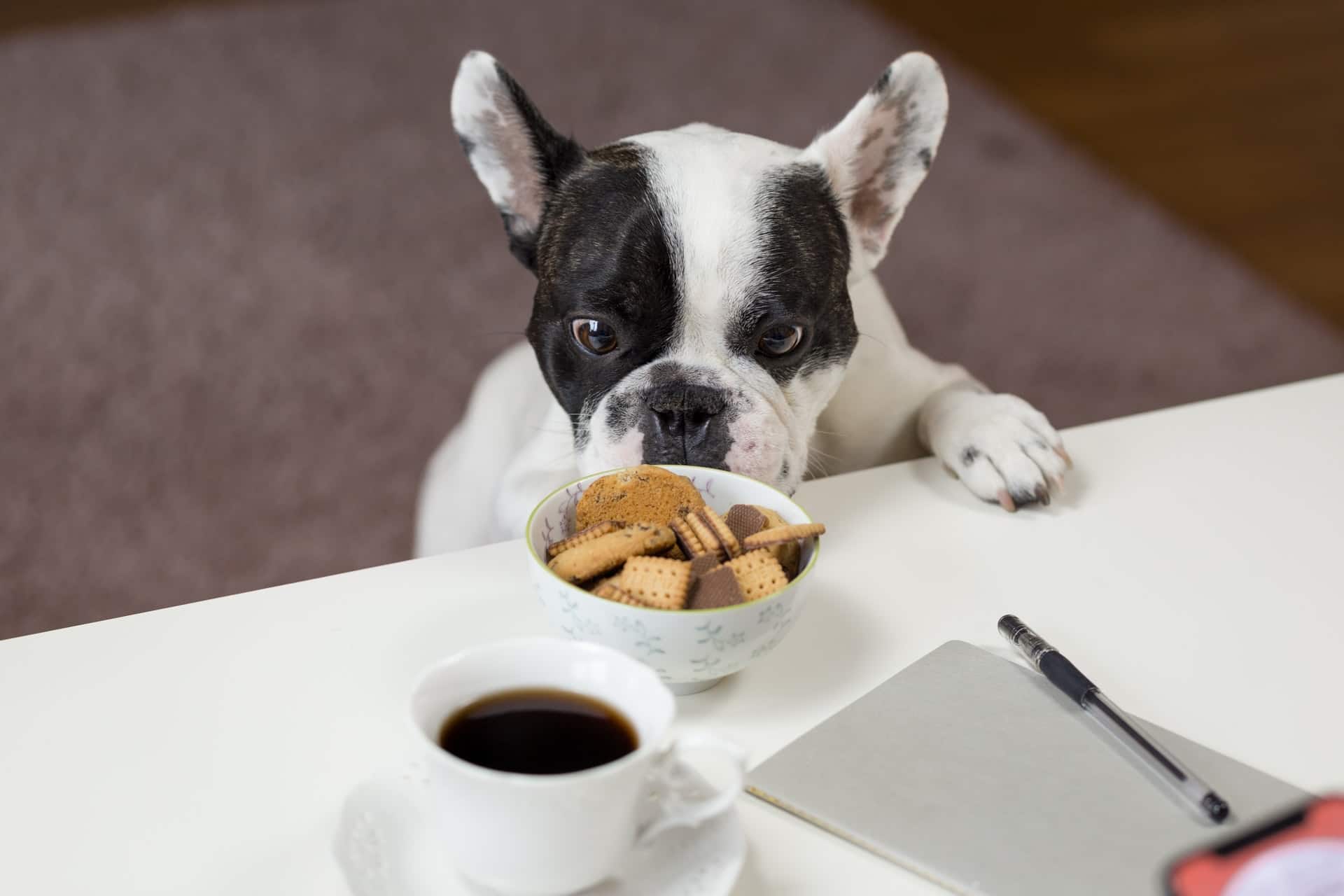 dog waiting for animal crackers