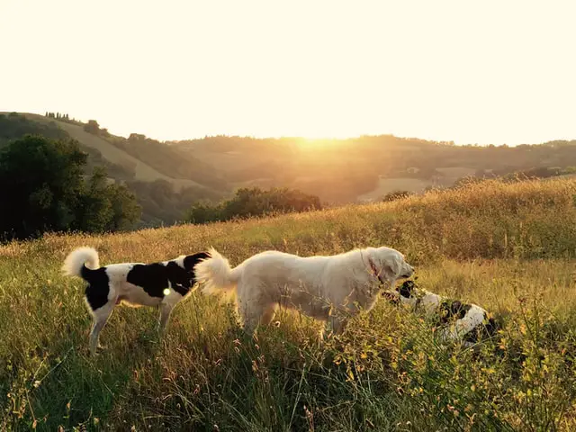 dogs guarding over the hills