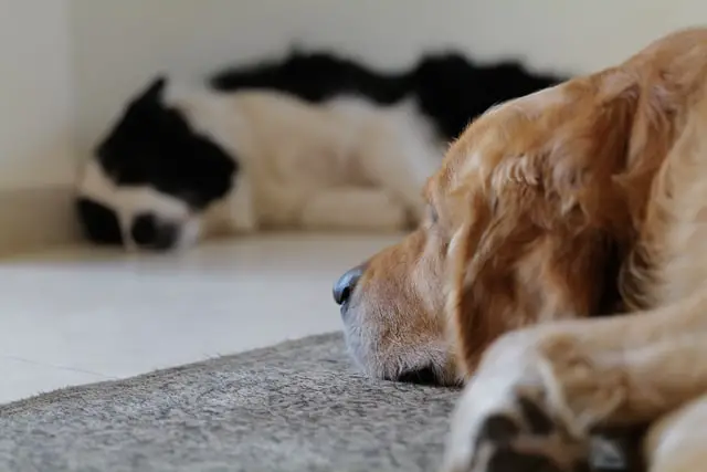Dogs having rest on the floor