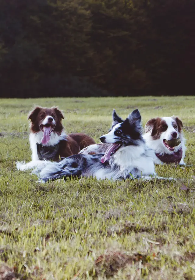 Dogs spending time outdoor