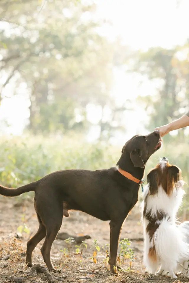 Two dogs reaching on the hands of their owner