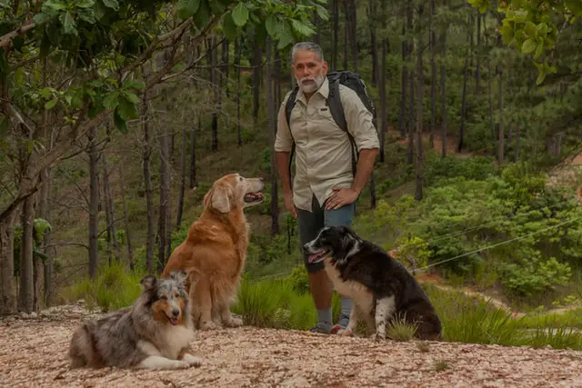 Dogs with the owners on the woods