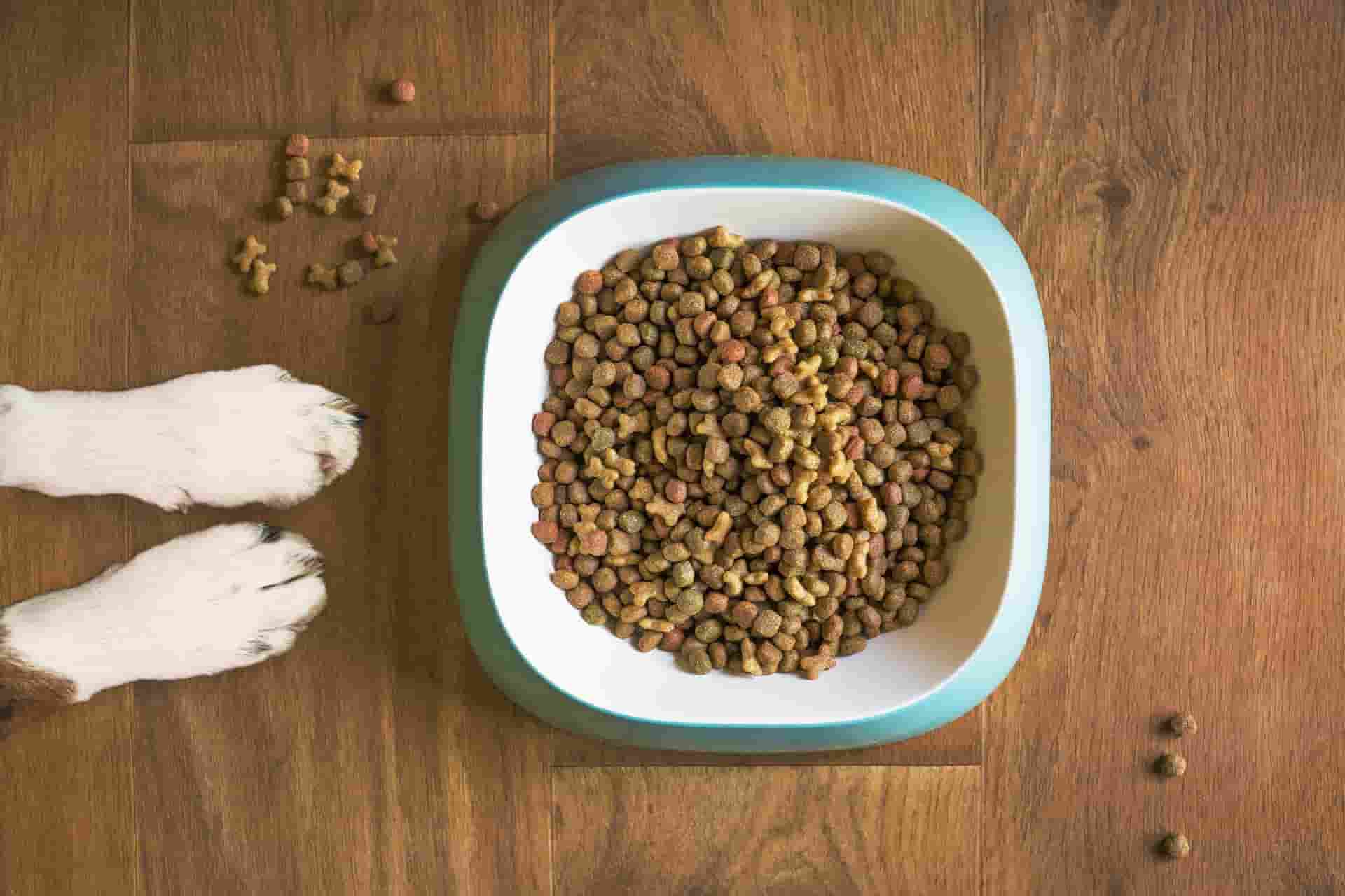 dog food snacks