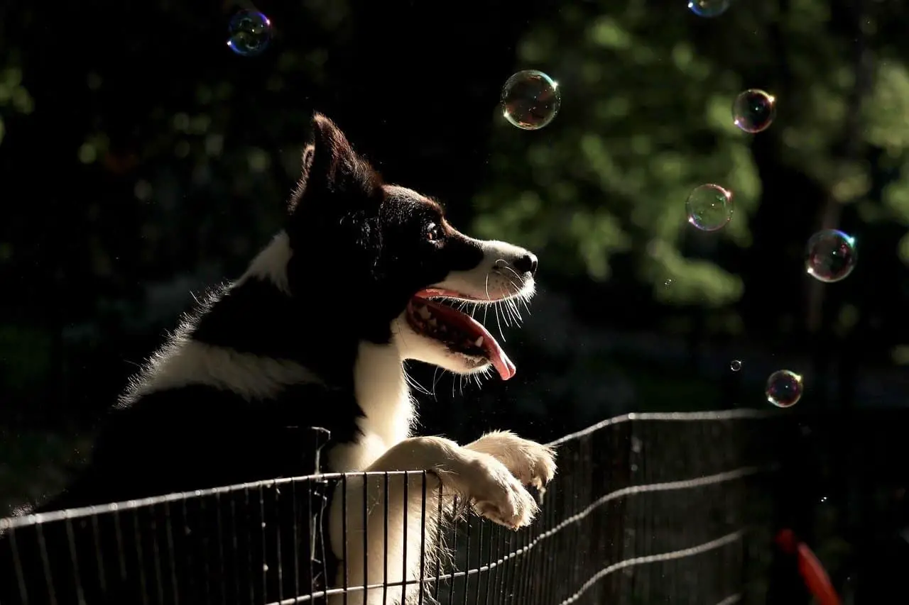 Border Collie in the fence wanting to play bubbles