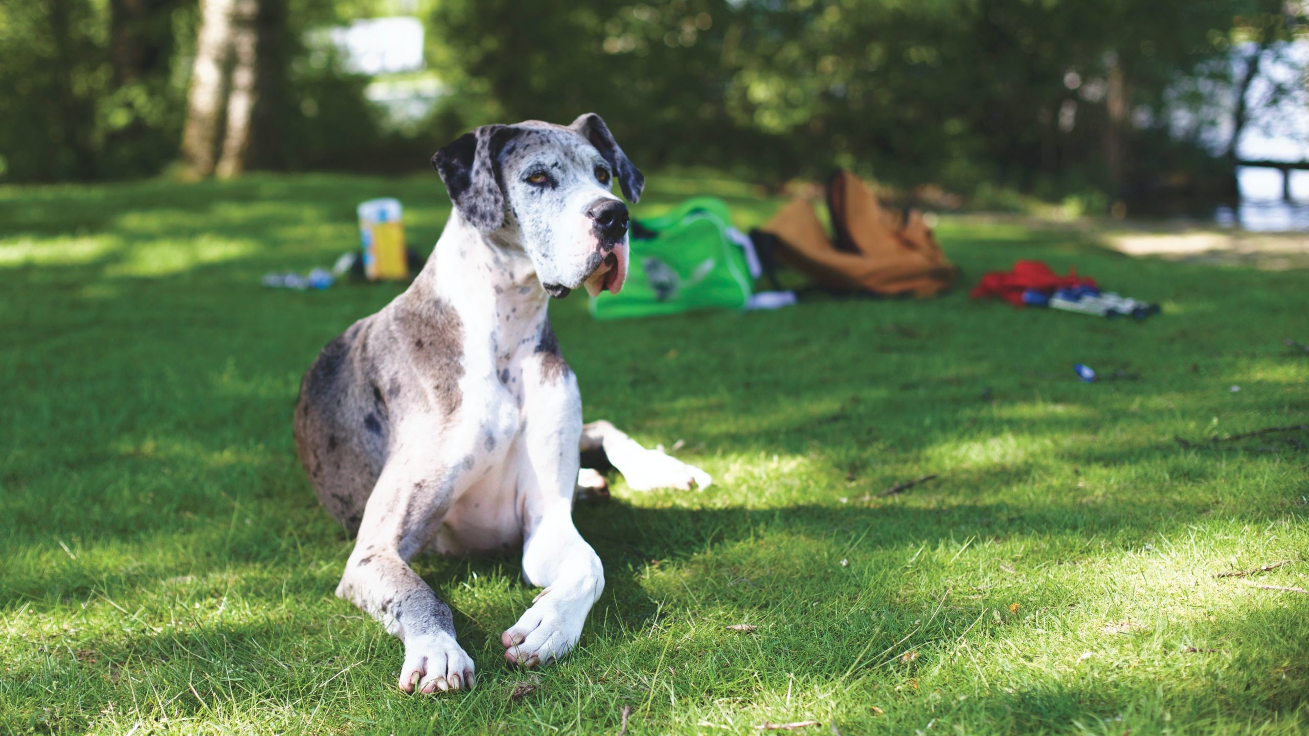 Great dane black and white dog sitting outside