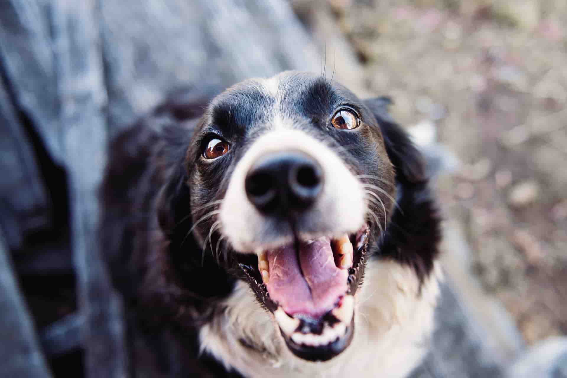 smiling Border Collie